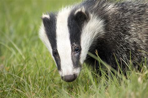 Help Fight The Cull And Save Badgers Animal Aid