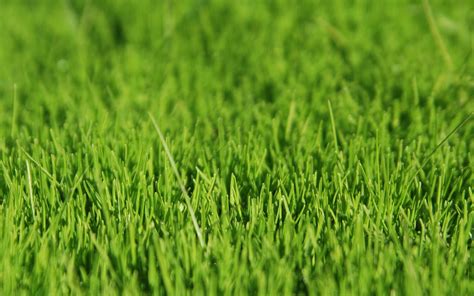 Grass Full Hd Wallpaper And Background Image 1920x1200 Id52737