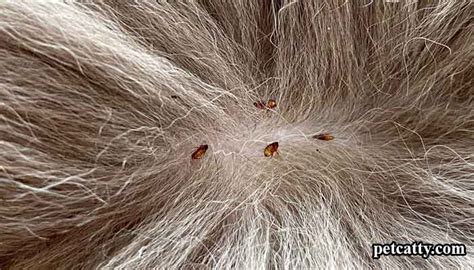 What Do Cat Fleas Look Like To The Human Eye Pet Catty