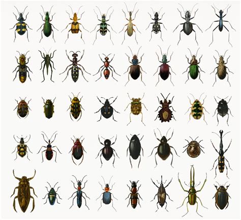 Different Types Of Insects Psd High Quality Stock