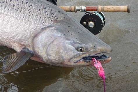 A New Opportunity To Fly Fish For King Salmon Fly Fisherman