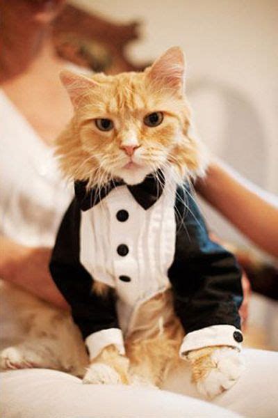 Unique And Chic Weddings Pets At A Wedding Yay Or Nay Follow For