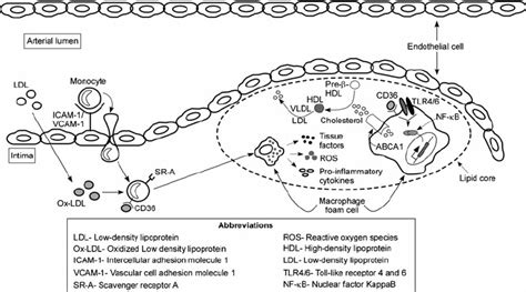A Schematic Representation Explaining Role Of Lipid Metabolism And