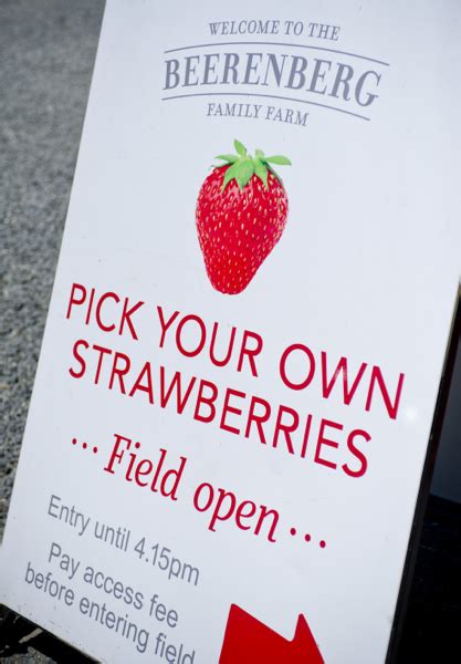 Picking strawberries at Beerenberg Family Farm - Food Wine Travel