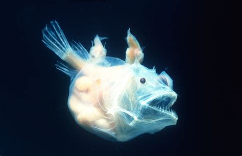Anglerfish And Their Weird Mating Habits Explorersweb