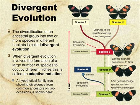 Ppt Convergent Evolution Powerpoint Presentation Free Download Id