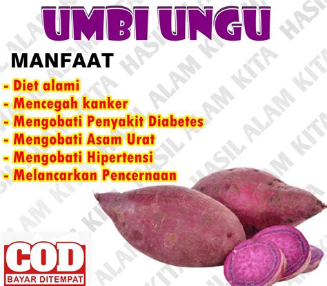 Banyak ikan arwana yang dipelihara oleh pecinta ikan hias. Jenis Pokok Ubi Kayu : Di indonesia, ubi kayu (manihot ...