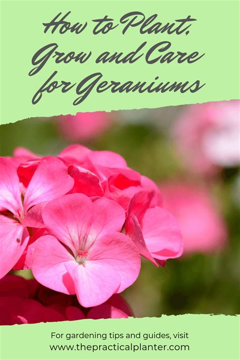 Geranium Care Learn How To Plant Grow And Care For