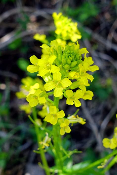 Barbarea vulgaris - Wildflowers of the National Capital Region