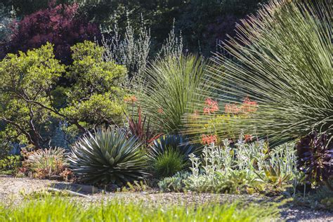 The 16 Best Drought Tolerant Plants For Landscaping