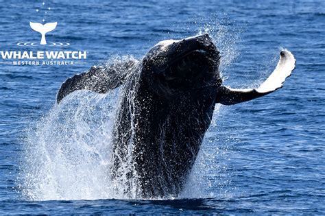 Scarborough Whale Watching Whale Watch Western Australia©️11 Whale Tales