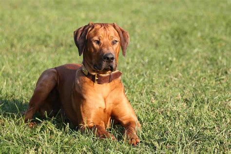Rhodesian Ridgeback Dog Breed Information Pictures And More