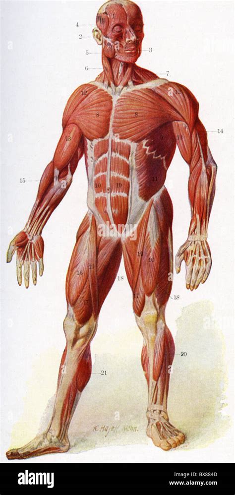 Médecine Anatomie Muscles Musculature Du Corps Humain Avant Plan