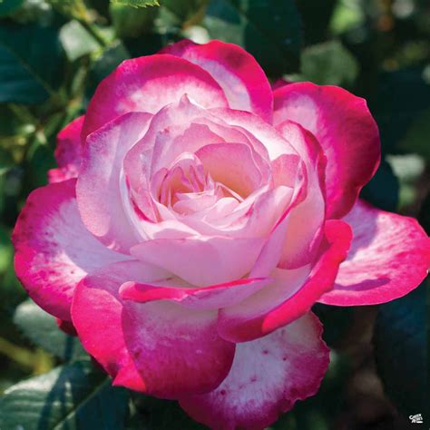 Cherry Parfait™ Rose — Green Acres Nursery And Supply