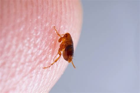 Effective Tips For Preventing A Flea Infestation Metro Vancouver Pest