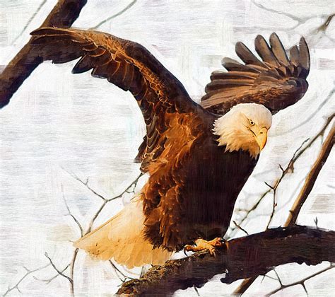Bald Eagle Landing On A Tree Branch Painting By Clarence Alford