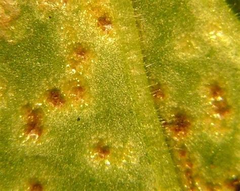Geranium Leaf Spots Is It Rust Or Edema Greenhouse Grower