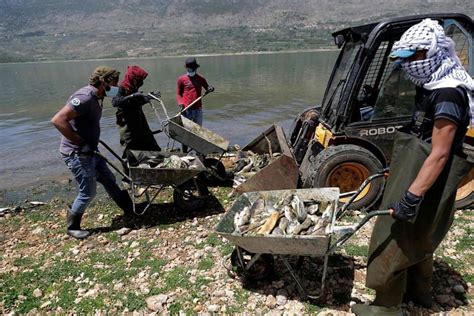Polluted Lebanon Lake Spews Out Tonnes Of Dead Fish Middle East News