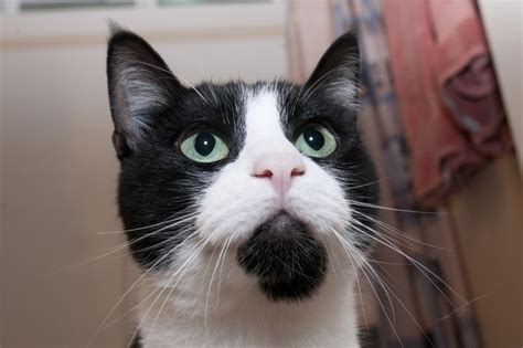 It is well known that purebreds generally live shorter the weather started to turn cold and my husband noticed half her nose was dry and cracked. How to Clear a Cat's Stuffy Nose (with Pictures) | eHow