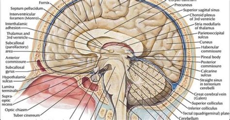 Maybe you would like to learn more about one of these? Brain mri anatomy - human anatomy organs left side human ...
