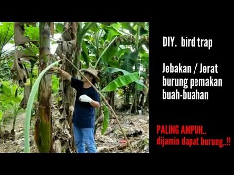 Cara membuat Jebakan ( jerat) untuk semua jenis burung pemakan buah buahan ( Bird trap ) - YouTube