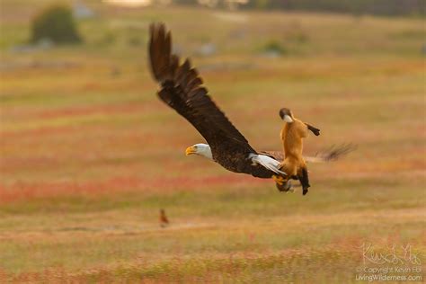 Bald Eagle And Red Fox Tussling Over Rabbit San Juan Island National