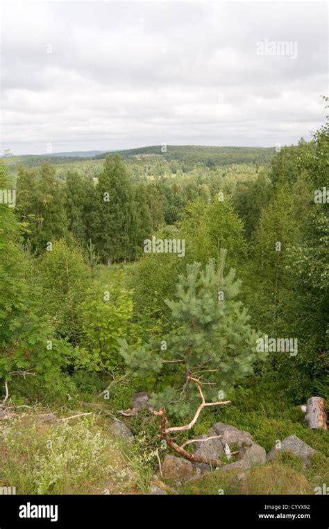 Swedish Forest Forests Sweden Pine Tree Trees Wood Timber Industry