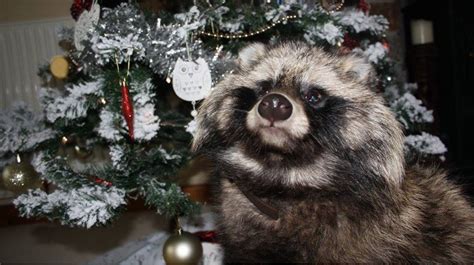 Appeal For Missing Pet Raccoon Dog Itv News West Country