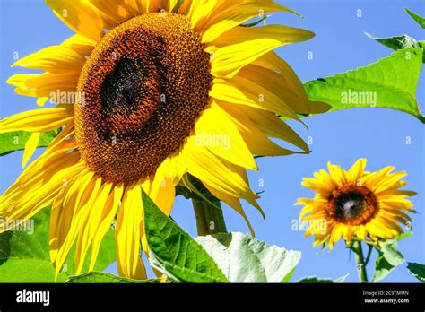 Blue Sky With Sunflower Hi Res Stock Photography And Images Alamy