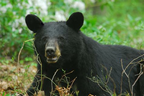 How To Deal With Problem Black Bear In Maryland