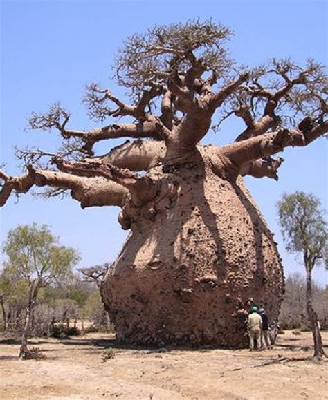 pin by marlene smith on trees in 2020 baobab tree boabab tree nature tree