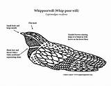 Whippoorwill sketch template