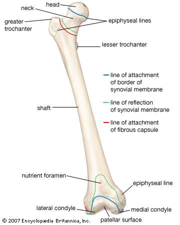 femur | anatomy | Britannica.com