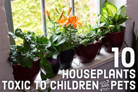 Pick our best garden collections of indoor and outdoor plants to malaysia with next day delivery to your doorstep. 10 Toxic Houseplants That Are Dangerous for Children and ...