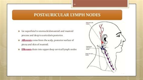 Lymphatic Drainage Of Head And Neck