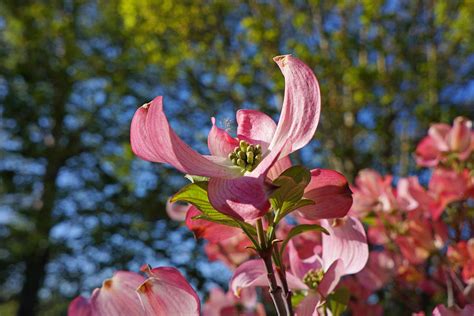 Pink Dogwood Tree Flowers Art Prints Photograph By Baslee