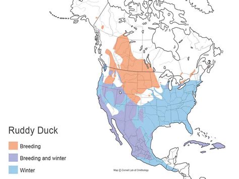 Ruddy Duck Types Of Ducks And Geese