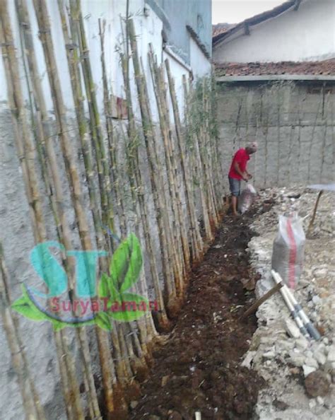Tanaman yang digunakan untuk pagar adalah yang cepat tumbuh, seperti tanaman rambat. JUAL POHON BAMBU JEPANG | JUAL TANAMAN BAMBU JEPANG UNTUK ...