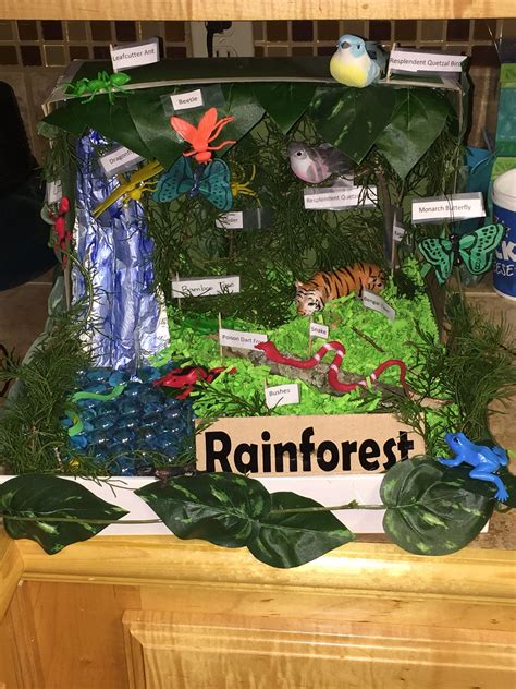 Create Your Own Shoebox Rainforest Ecosystem