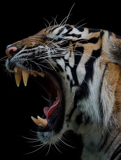 Tiger Angry Roar Tiger Hd Phone Wallpaper Peakpx