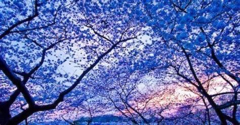 Cherry Blossom Dusk Kyoto Japan Best Travel Photos Pinterest