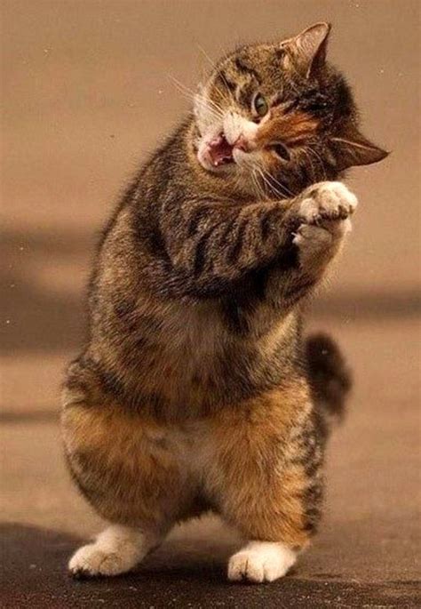 Cats Dancing Cat Funny Cat Pictures