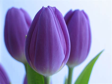 Wallpaper Flowers Tulips Purple Crocus Flower Tulip Bouquet