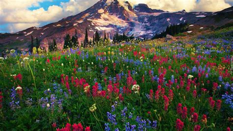 Zdjęcie Góry Kwiaty łubin łąka