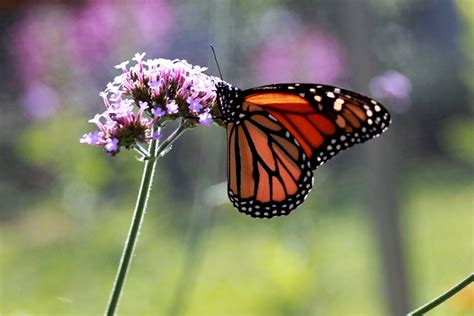 Scientists look to public to help migratory monarch butterflies bounce ...
