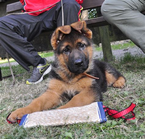 If you watch a group of puppies playing, you'll see plenty of chasing, pouncing. My German Shepherd Puppy Won't Stop Biting