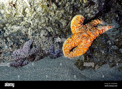 Orange And Purple Ochre Sea Stars Clinging To A Rock In The Southern