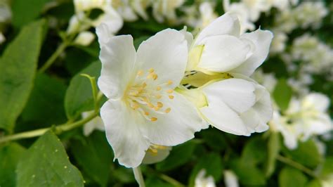 Jasmine Bush Flowering Shrub Free Photo On Pixabay