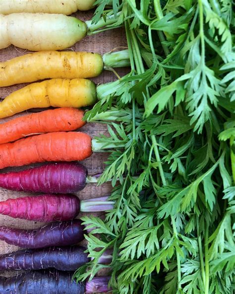 Do You Enjoy The Diversity That Carrots Can Bring To The Garden