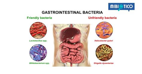 ¿qué Son Las Bifidobacterias Comprendiendo El Poder De Los Probióticos
